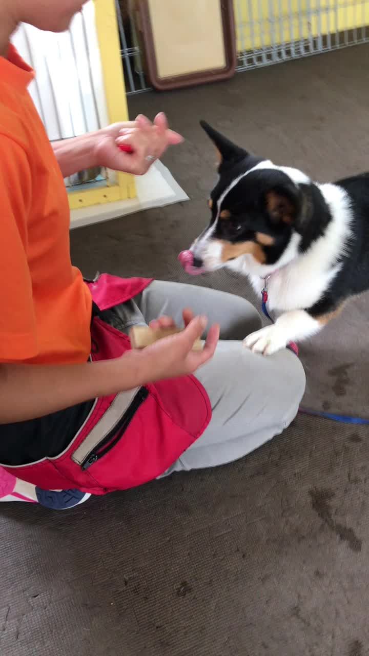 持って来いの練習もしたよ 犬の保育園field Uのブログ