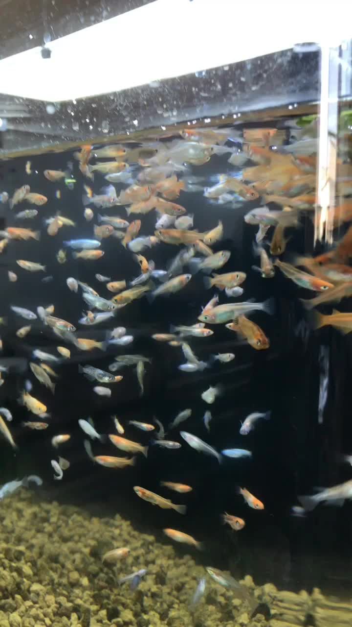 19 04 09 めだか人のブログ