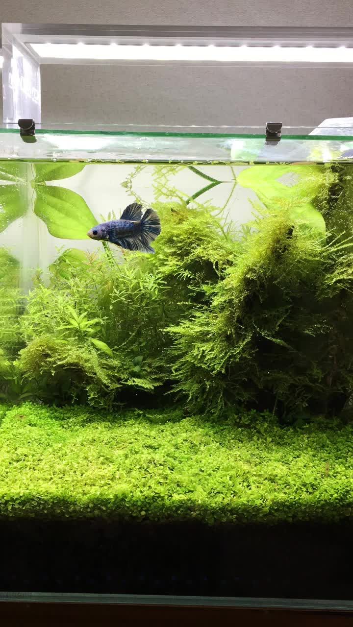 水換え中に起きた珍事件 まゆみのさかな ー初心者のアクアリウム日記ー