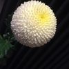 clipThumbnail