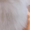 clipThumbnail