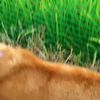clipThumbnail