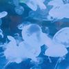 clipThumbnail