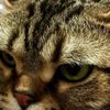 clipThumbnail