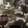 clipThumbnail