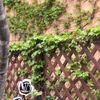 clipThumbnail
