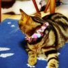 clipThumbnail