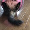 clipThumbnail