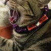 clipThumbnail