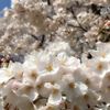 clipThumbnail