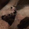 clipThumbnail