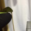 clipThumbnail