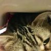 clipThumbnail