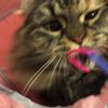 clipThumbnail