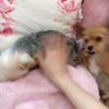 clipThumbnail