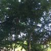 clipThumbnail