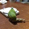 clipThumbnail