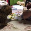 clipThumbnail