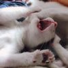 clipThumbnail