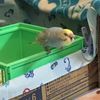 clipThumbnail