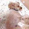 clipThumbnail