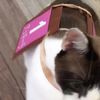 clipThumbnail