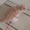 clipThumbnail