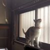 clipThumbnail