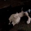 clipThumbnail