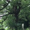 clipThumbnail