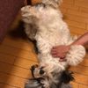 clipThumbnail