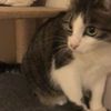 clipThumbnail