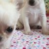 clipThumbnail