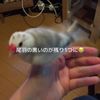clipThumbnail
