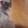 clipThumbnail