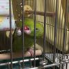 clipThumbnail