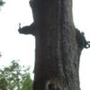 clipThumbnail