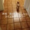 clipThumbnail