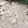 clipThumbnail