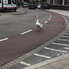 車に動じないオランダのアヒルの画像