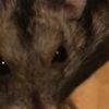 clipThumbnail