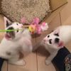 clipThumbnail