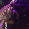 clipThumbnail