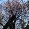 clipThumbnail