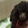 clipThumbnail
