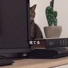 clipThumbnail