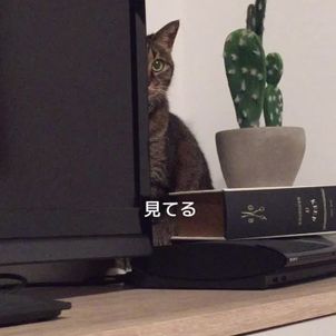 見られてるの画像