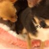 clipThumbnail