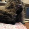 clipThumbnail