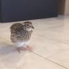 clipThumbnail